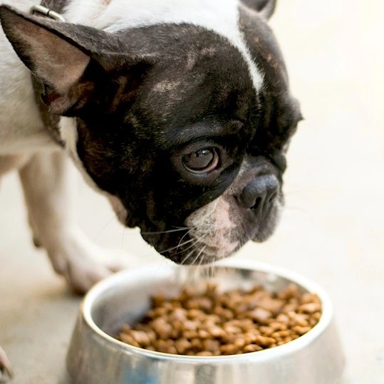 Custom Pet Food Packaging Pouch for Prescription Pet Food